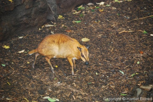 Adventures in New York - Central Park Zoo - Photo 8