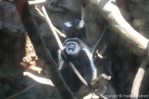 Adventures in New York - Central Park Zoo - Photo 13