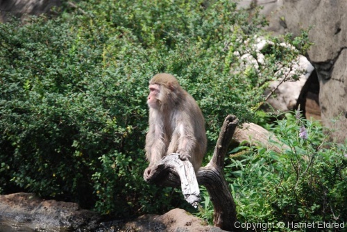 Adventures in New York - Central Park Zoo - Photo 29